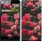 Чохол для Huawei Ascend P6 Кущ з трояндами 2729c-39