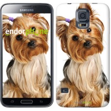 Чохол для Samsung Galaxy S5 Duos SM G900FD Йоркширський тер'єр з хвостиком 930c-62