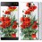Чохол для Sony Xperia C5 Ultra Dual E5533 Маки 523m-506