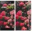 Чохол для Sony Xperia XA1 Кущ з трояндами 2729m-964